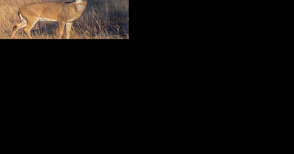 DeSoto, Boyer Chute to close for managed deer hunts - Vimarsana News