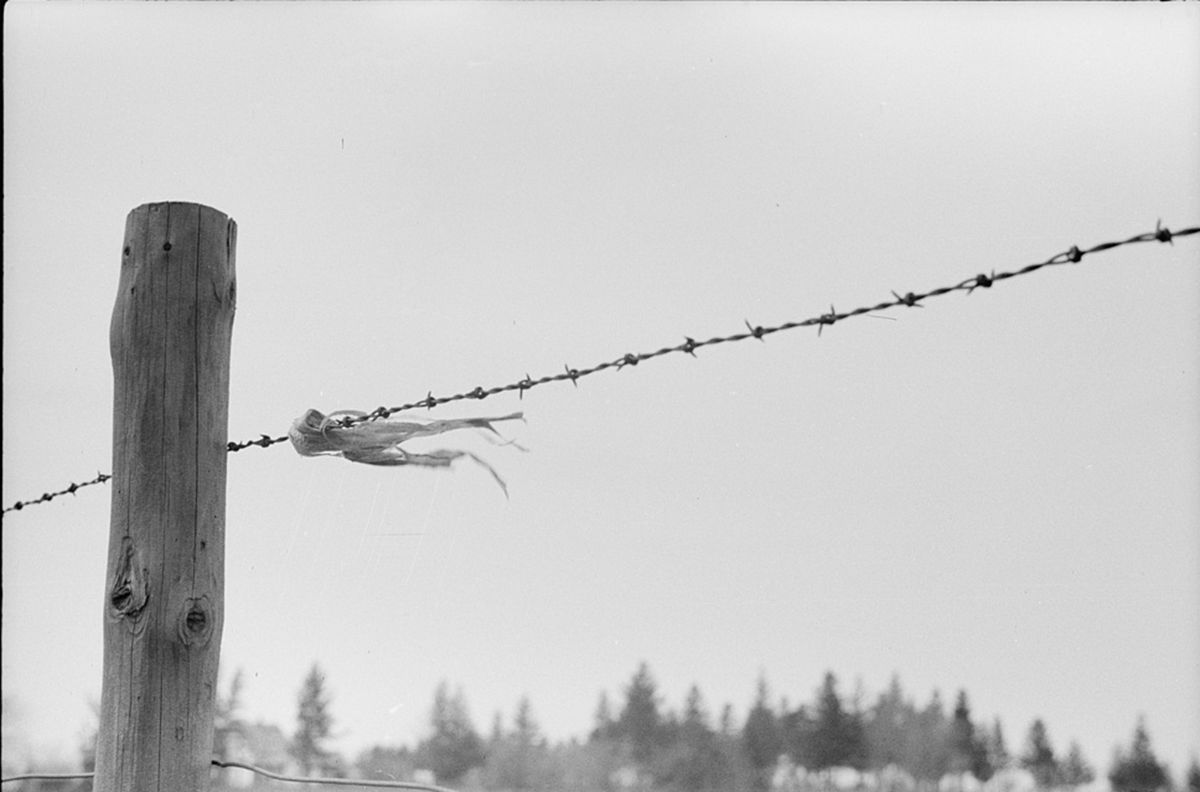 iowa barbed wire