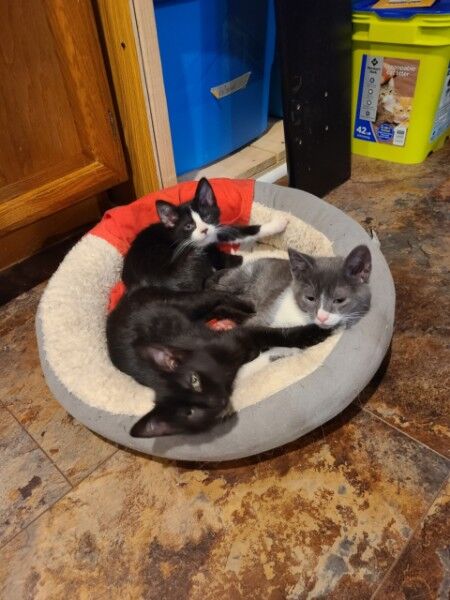 a litter of kittens sentence