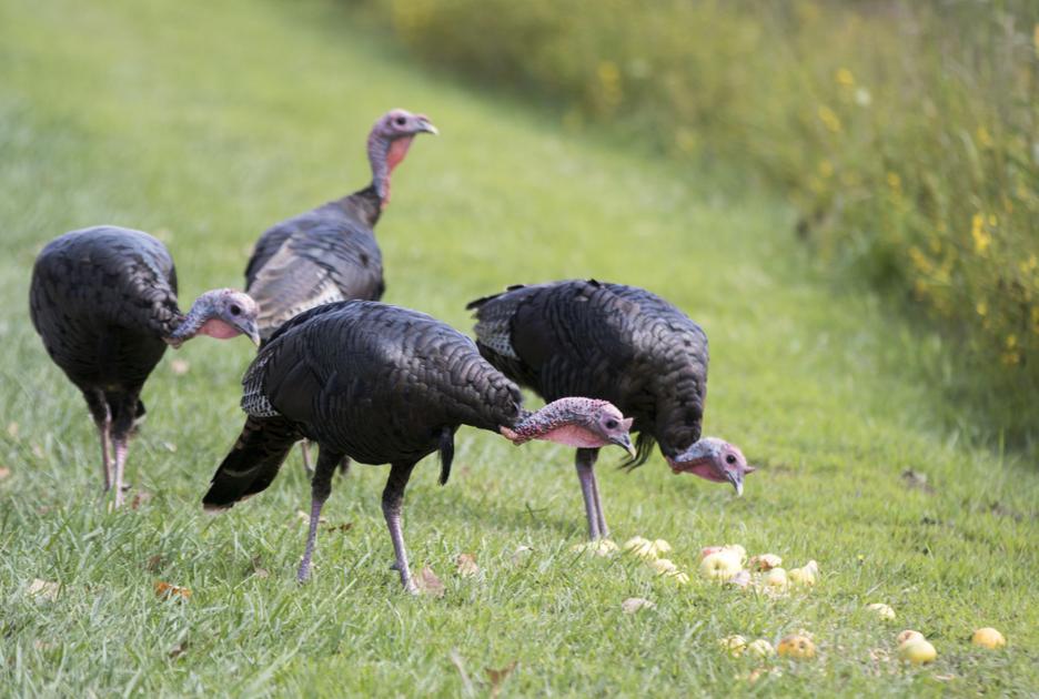 spring turkey hunting at desoto national wildlife refuge local spring turkey hunting at desoto national wildlife refuge local news nonpareilonline com