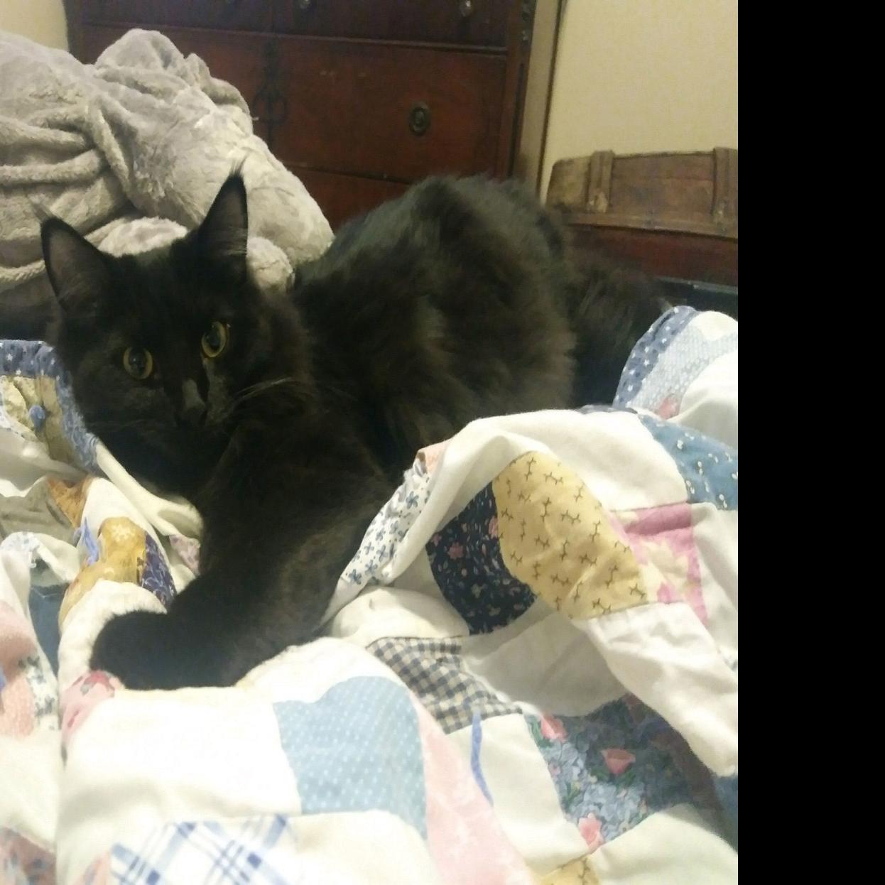 Solas Has Three Wonderful Cats Available For Adoption Local News