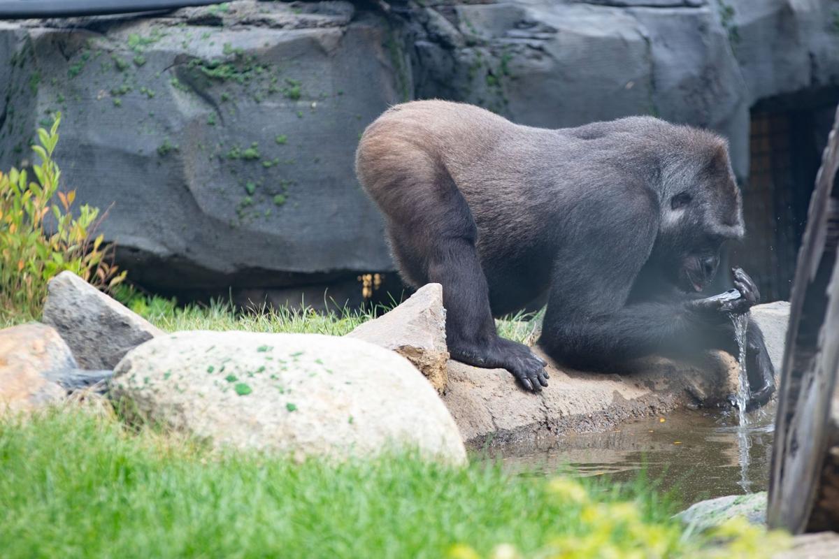 082122-owh-new-zoogorillas-LS02