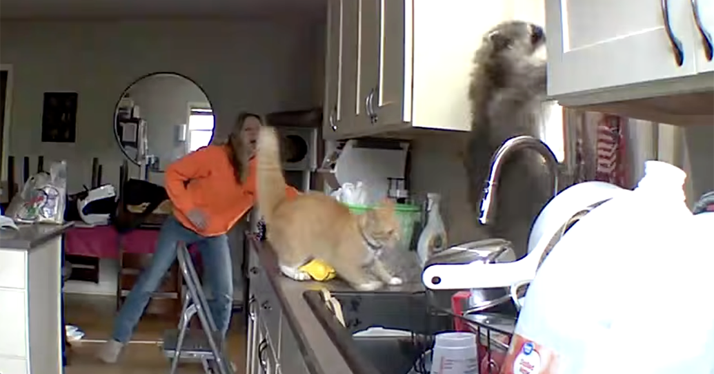 Video shows raccoon intruder chased out of Council Bluffs home by an orange cat
