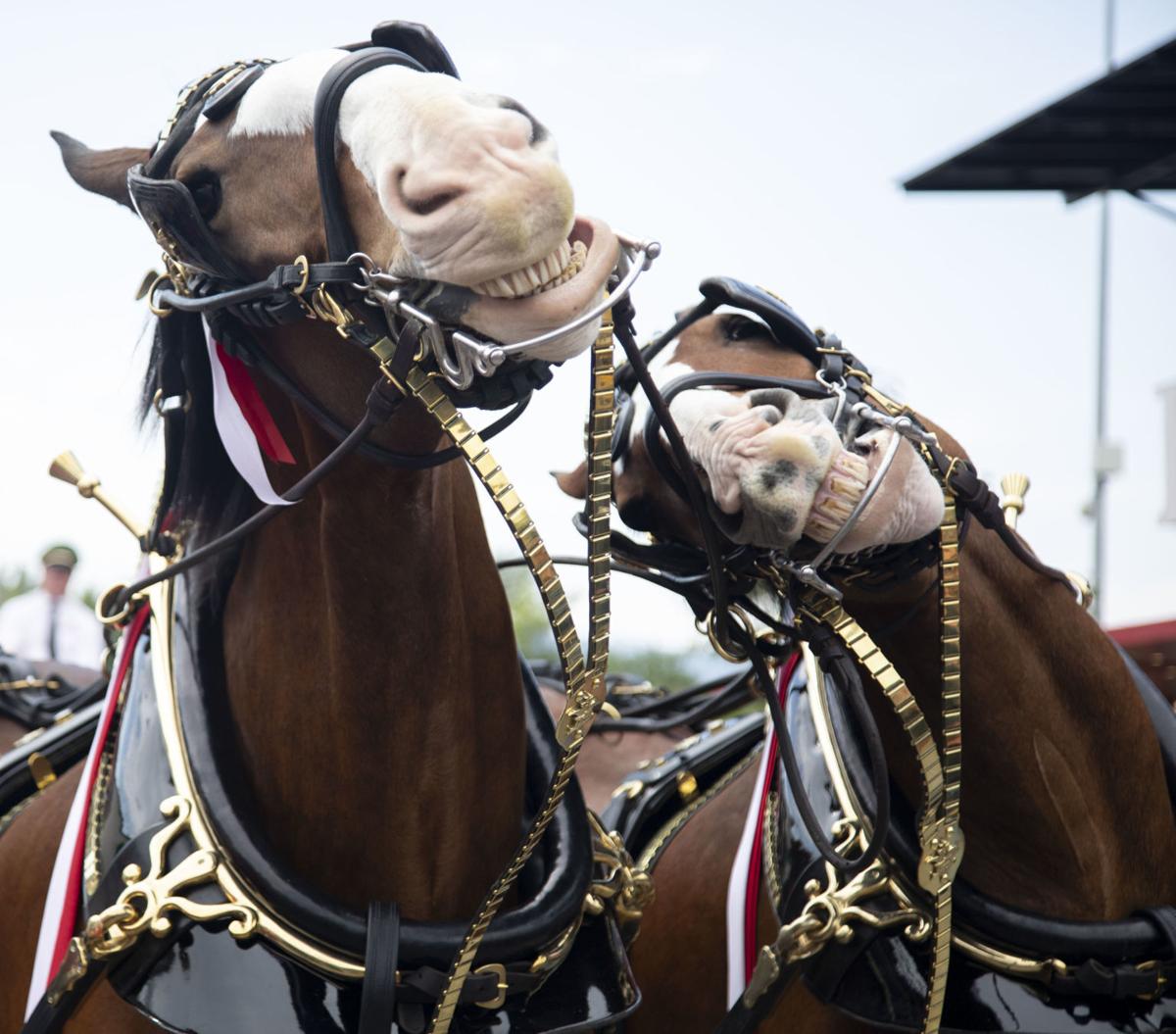 Cardinals Anheuser-Busch Clydesdales history