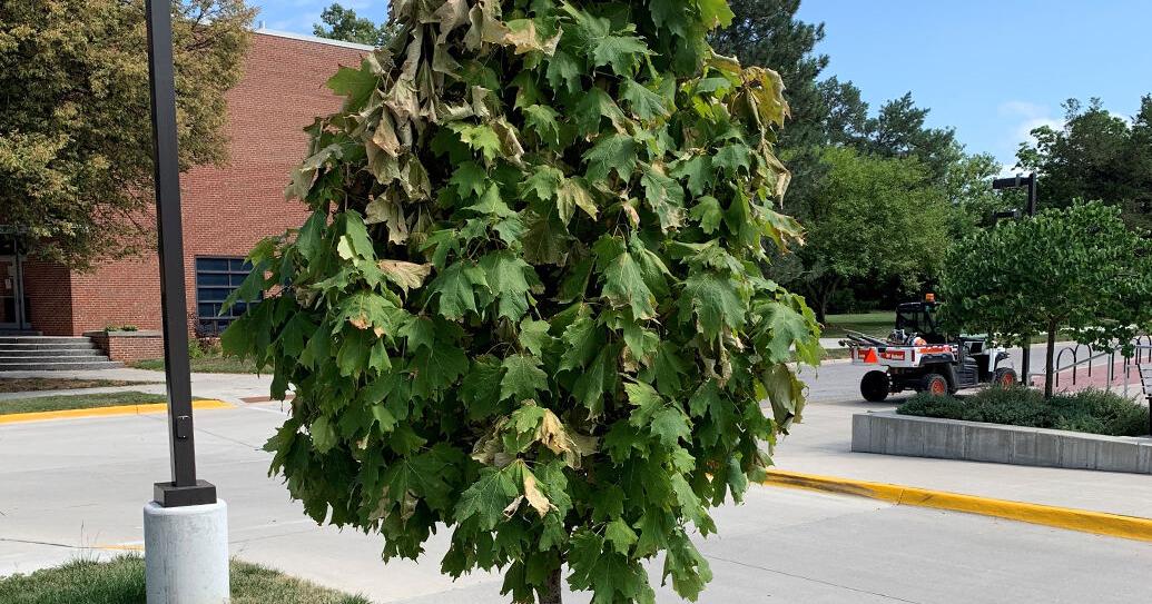 Iowa State University Extension and Outreach offers tips on gardening amid heat