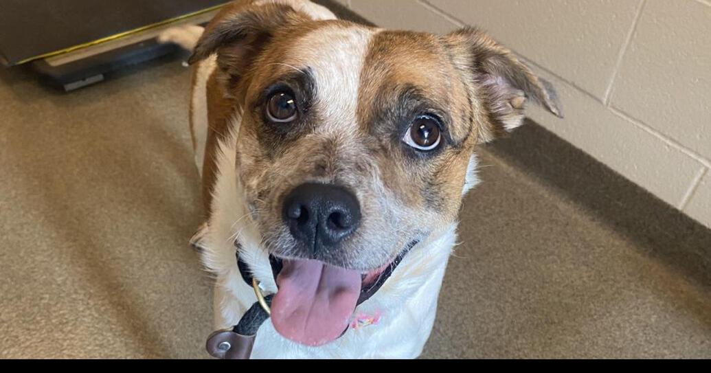 Midlands Humane Society weekly pet adoption column