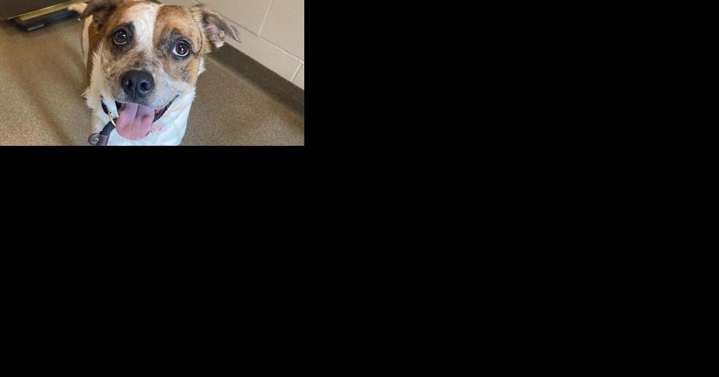 Midlands Humane Society weekly pet adoption column - Vimarsana News