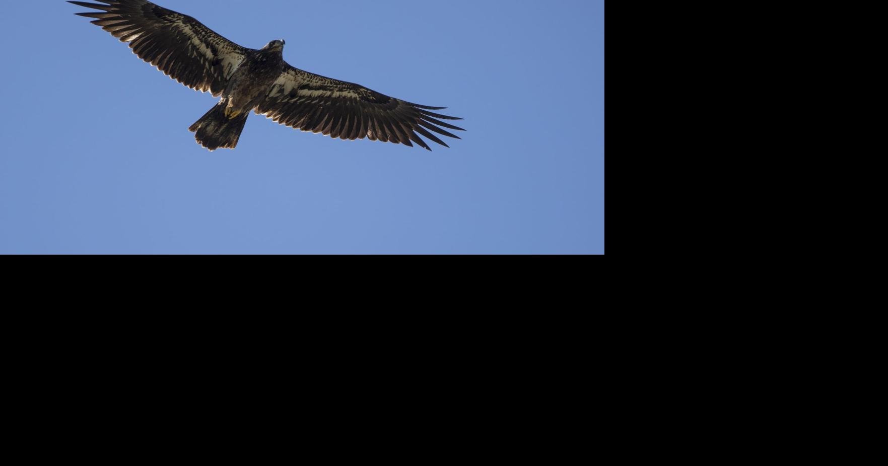 Discover the beauty of bald eagles at DeSoto National Wildlife Refuge