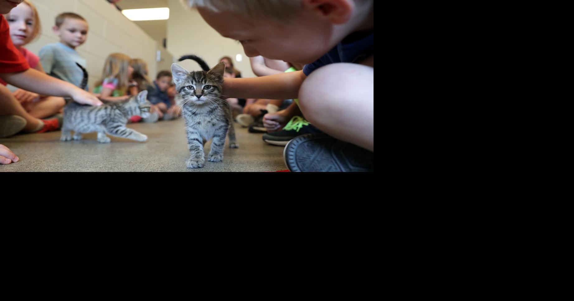 The importance of microchipping your pet