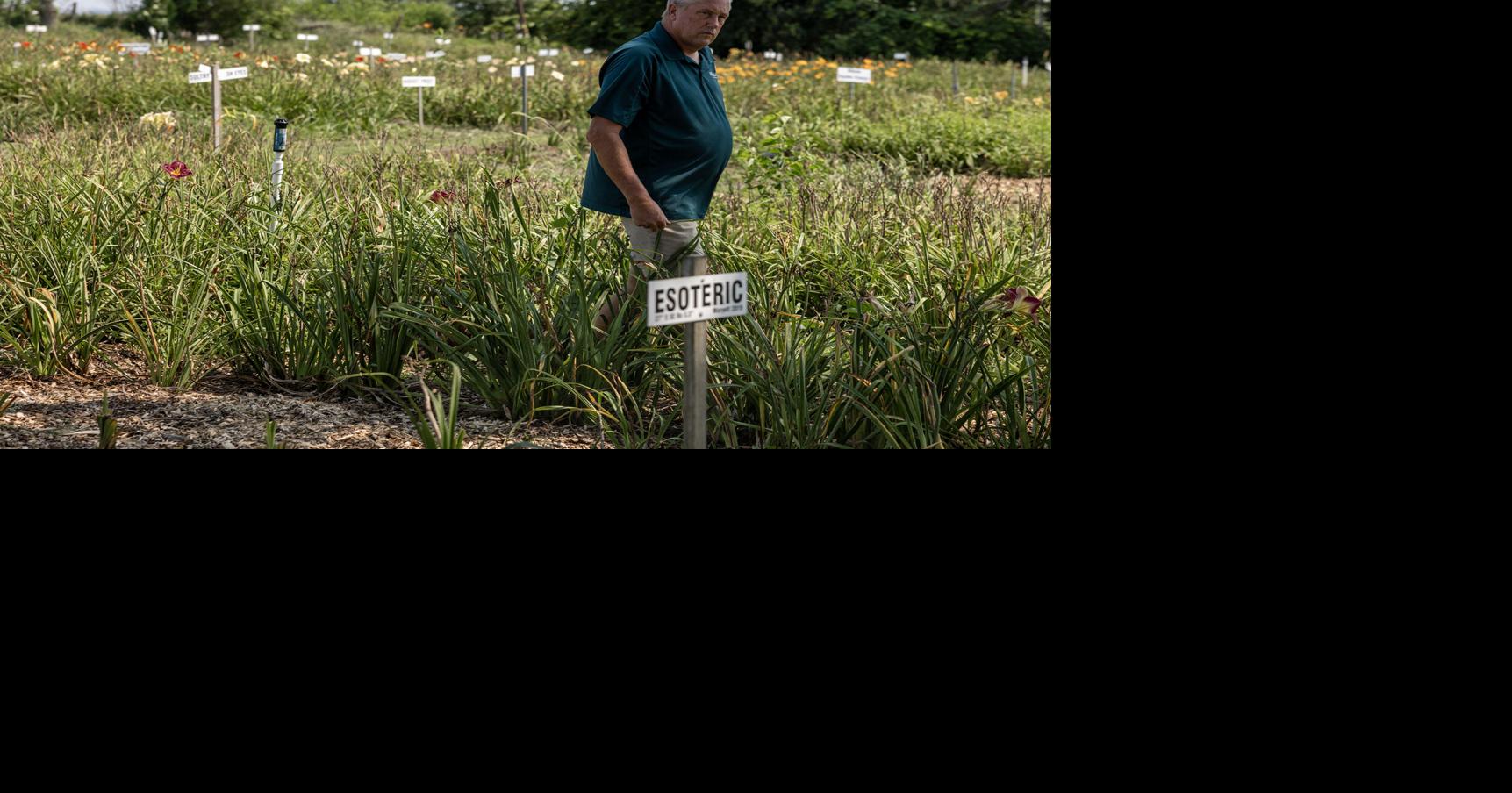 Take a tour of Hillsdale Lily Garden in Glenwood
