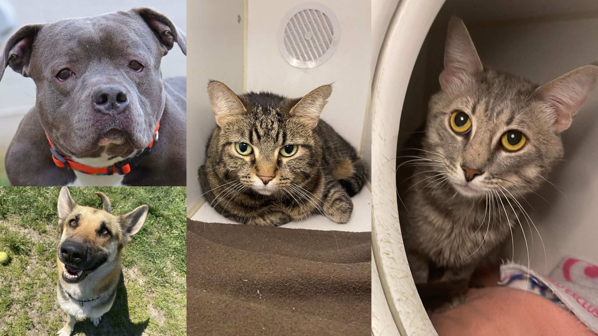 PetSmart Charities Celebrates National Adoption Week