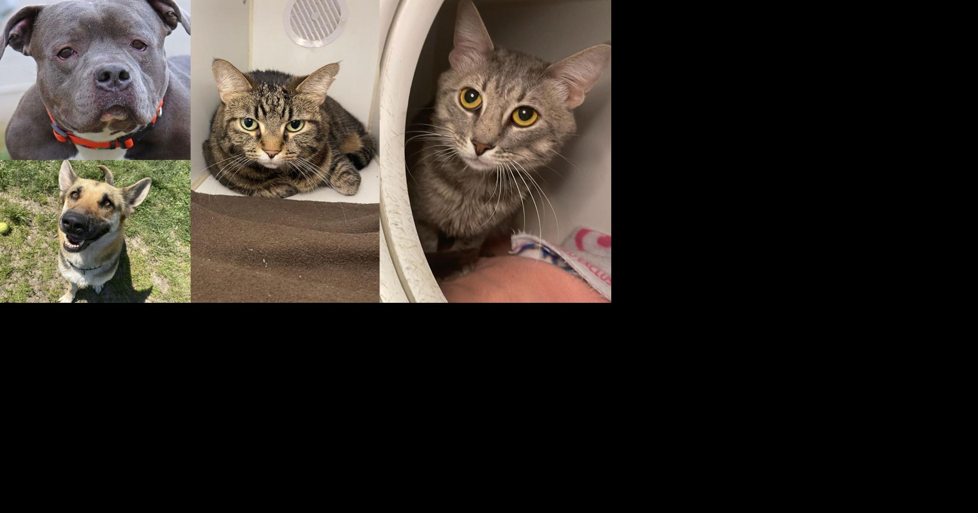 PetSmart Charities celebrates National Adoption Week