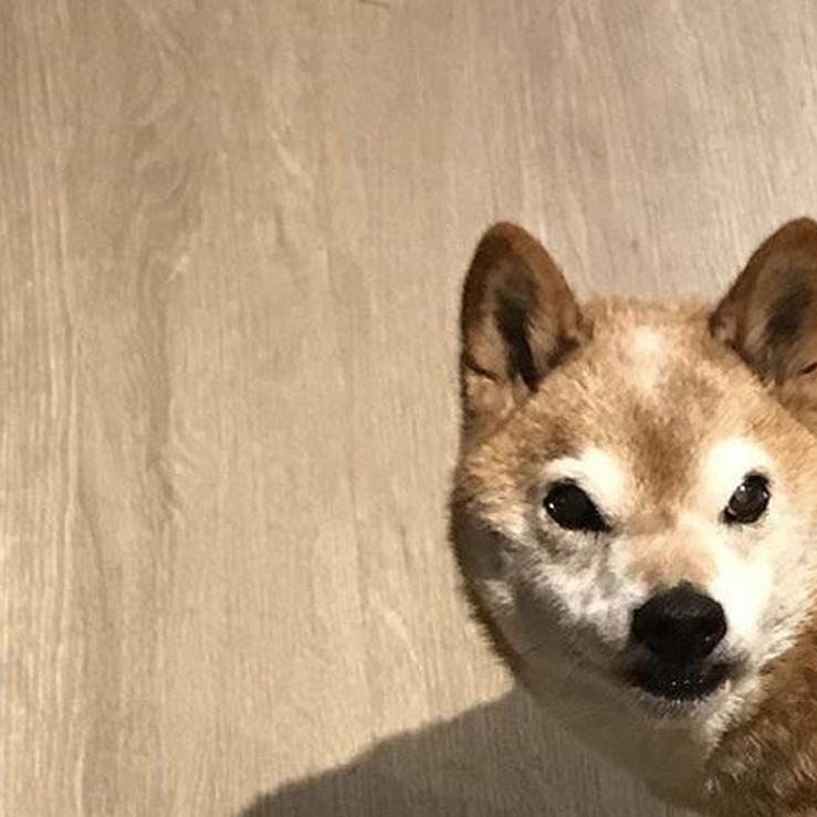 Meet The 12 Year Old Shiba Inu From Nebraska Going Viral For