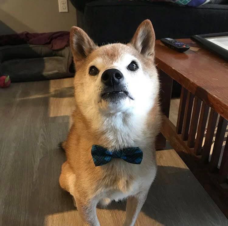 grumpy shiba inu