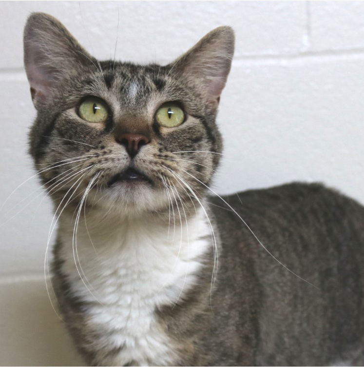 Dealing with territorial aggression in cats Local News