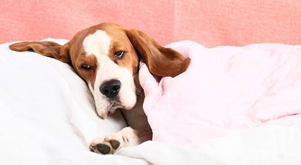 Pets can get colds too — here's how to keep them safe