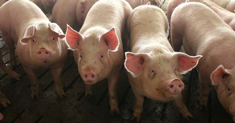 Mexico's response to Iowa pseudorabies takes a toll on US pork exports