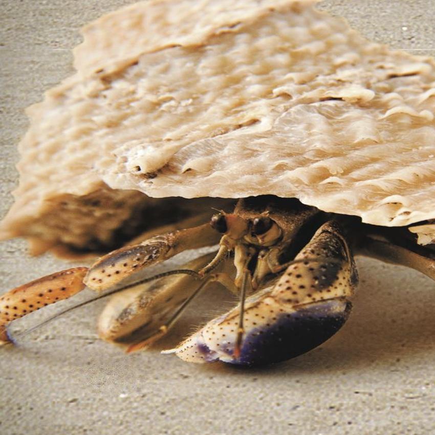 What A Hermit Crab Named Nigel Taught Me About Death And Parenting