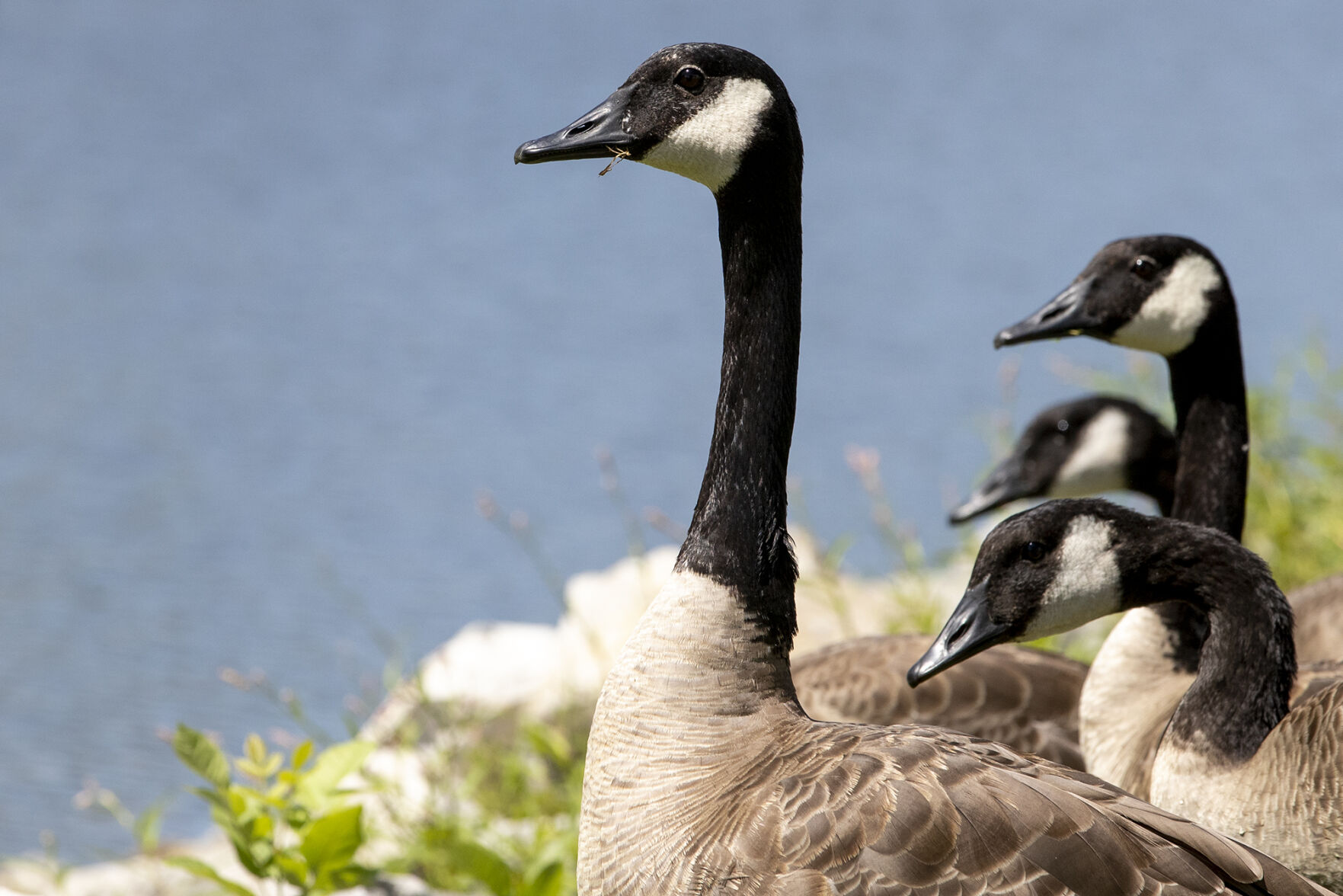 Canada goose 750 yamaha sale