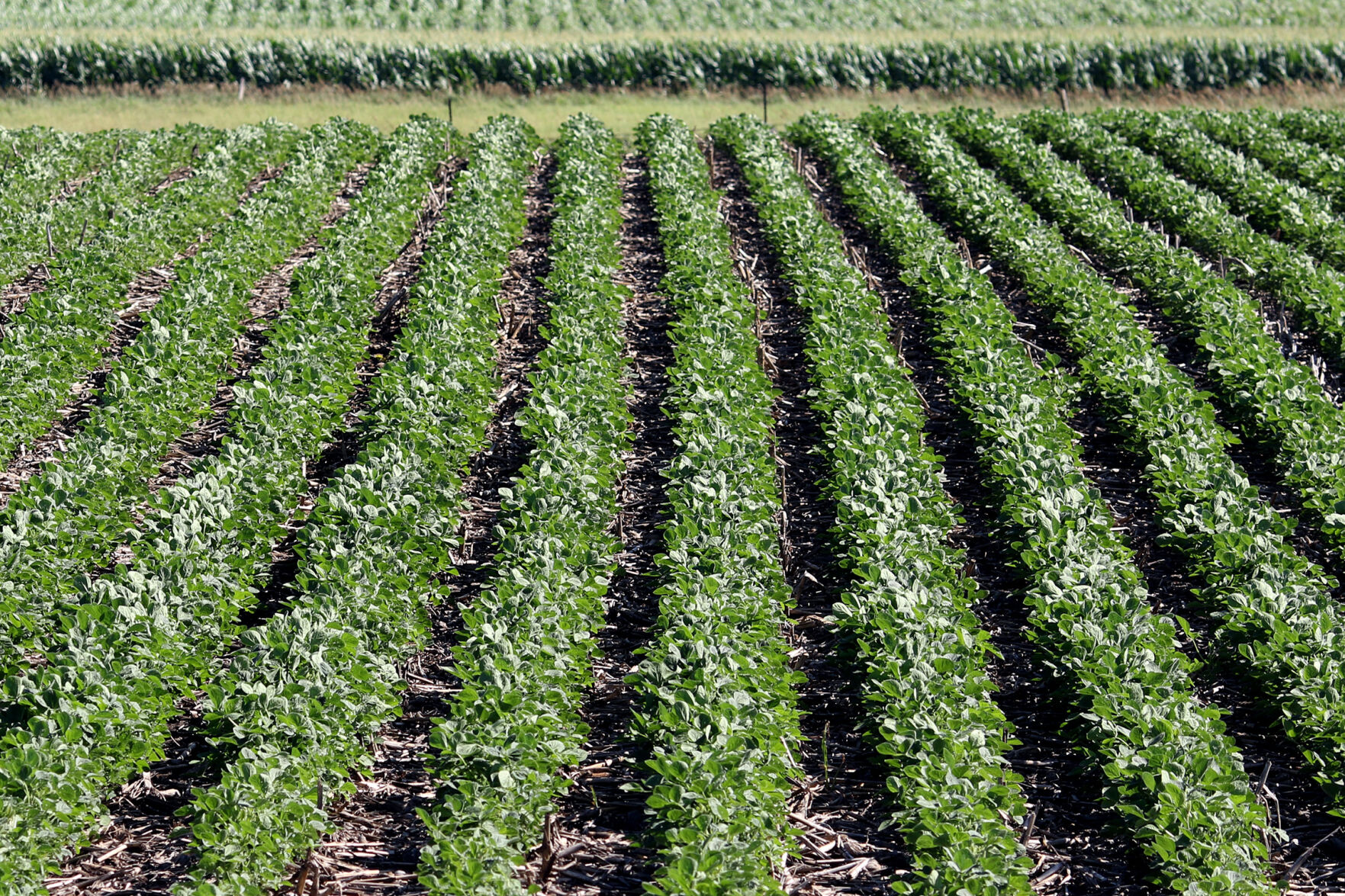 ISU Research Shows Yield Benefits Of Early Soybean Planting