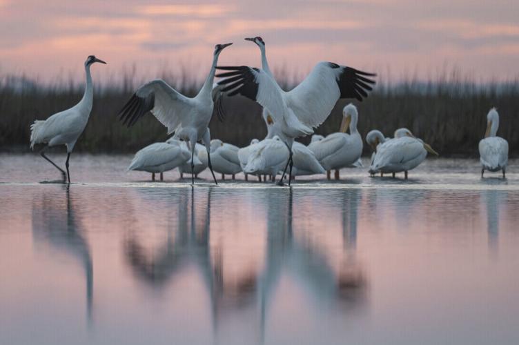 Husker duo bikes Whooper Highway to spotlight endangered cranes