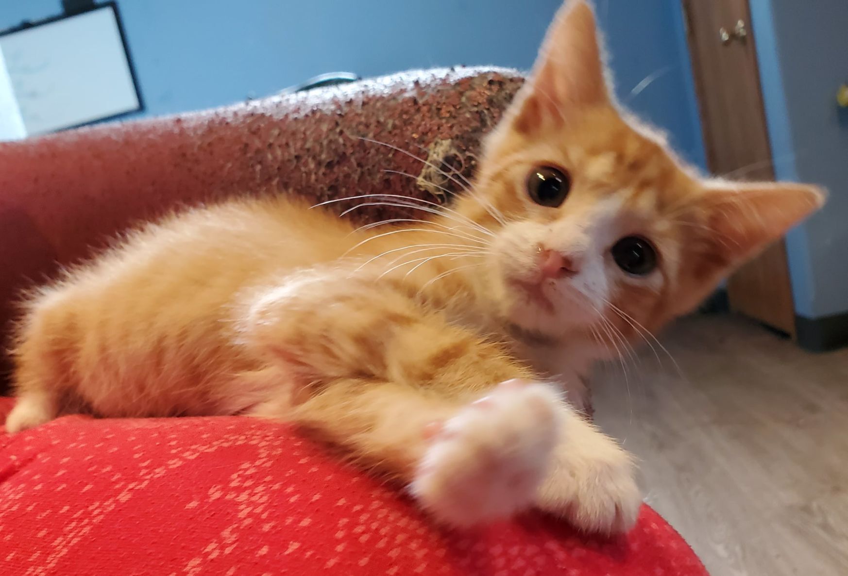 kittens ready for adoption