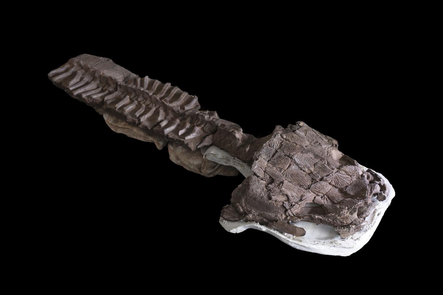 Huge fanged salamanderlike beast ruled long before dinosaurs