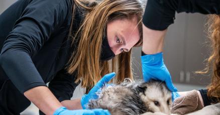 New wildlife rehab center in Omaha will offer some of the best care in the country New wildlife rehab center in Omaha will offer some of the best care in the country