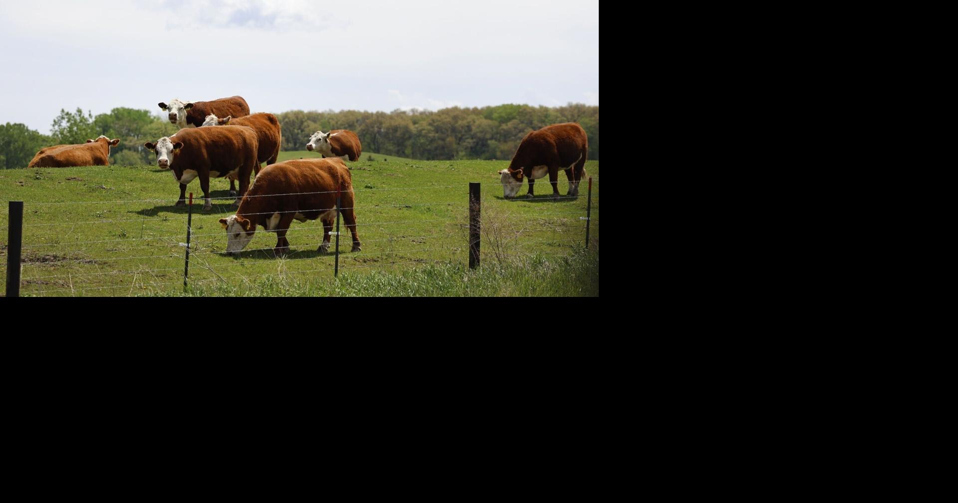 Iowa's cattle industry stays steady as farmers worry after Tyson plant closure