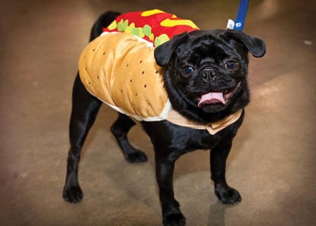 Pug in hotsell hot dog costume