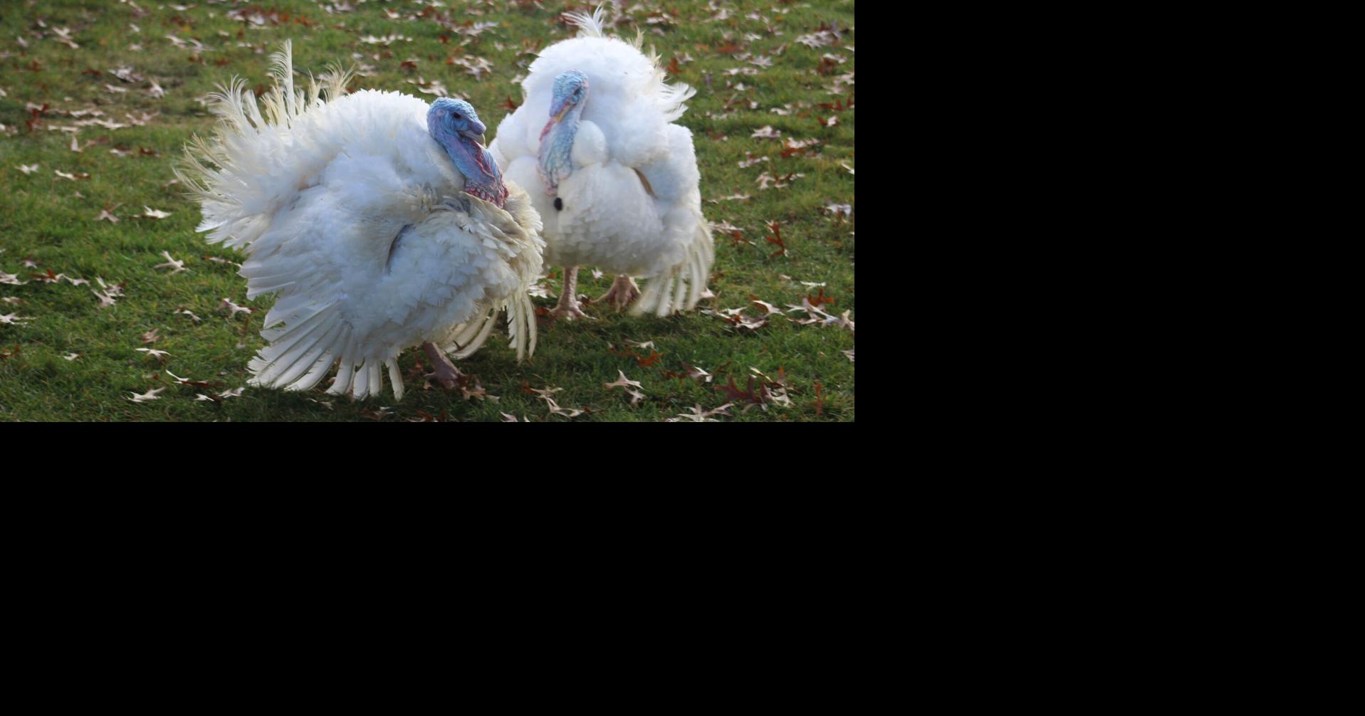 Iowa Gov. Reynolds pardons 2 turkeys ahead of Thanksgiving