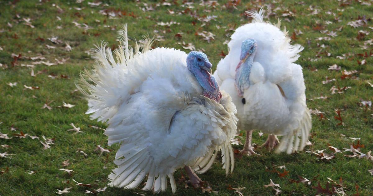 Iowa Turkey Iowa Gov. Reynolds pardons 2 turkeys ahead of Thanksgiving