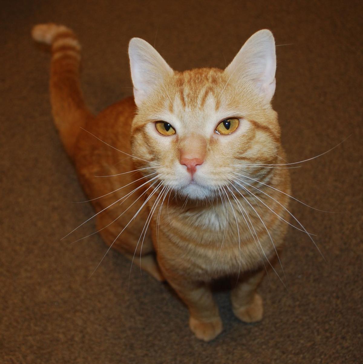 National Animal Control Week Begins April 10 Local News