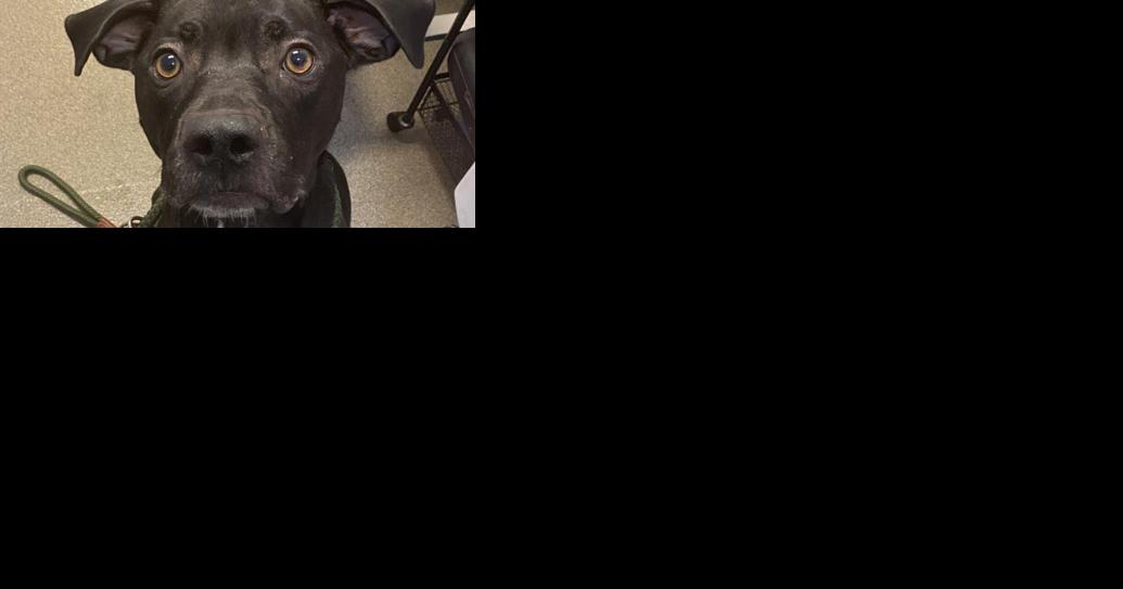 Midlands Humane Society weekly pet adoption column - Vimarsana News