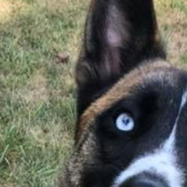 Celebrate Your Mutt Twice A Year And Help Your Local Shelter At The Same Time Local News Nonpareilonline Com