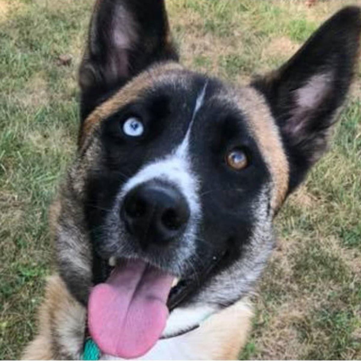 Celebrate Your Mutt Twice A Year And Help Your Local Shelter At The Same Time Local News Nonpareilonline Com