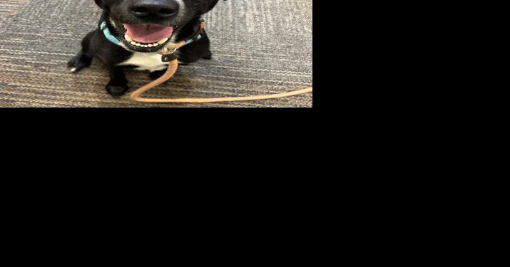 Consider helping a homeless animal this Giving Tuesday - Vimarsana News