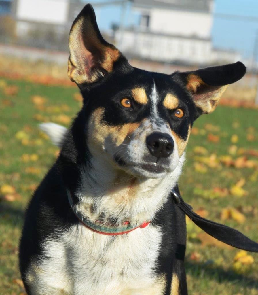 tractor supply dog chipping