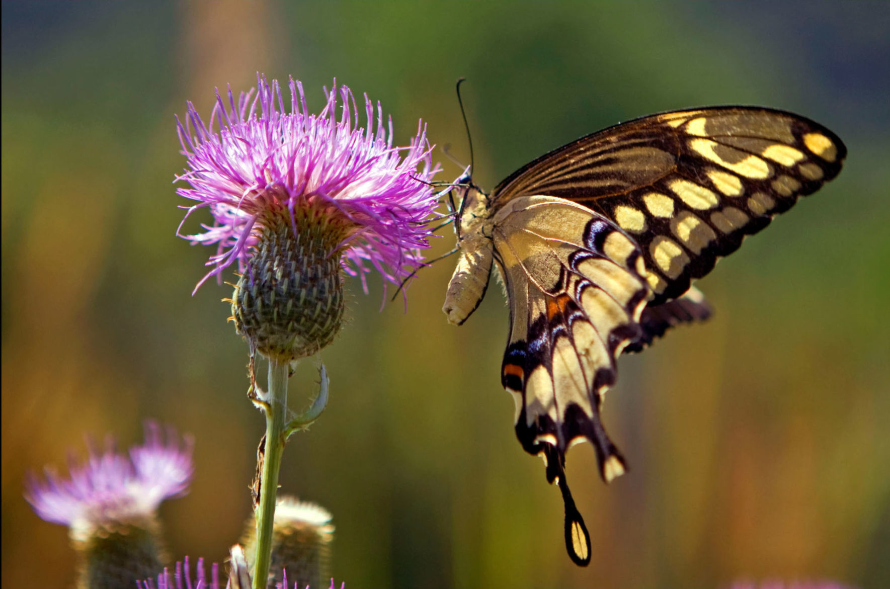 butterfly binoculars