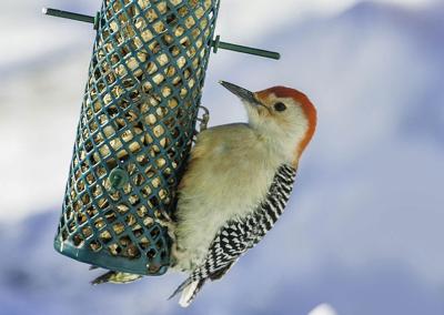 For The Birds Check Out These Different Types Of Bird Feeders
