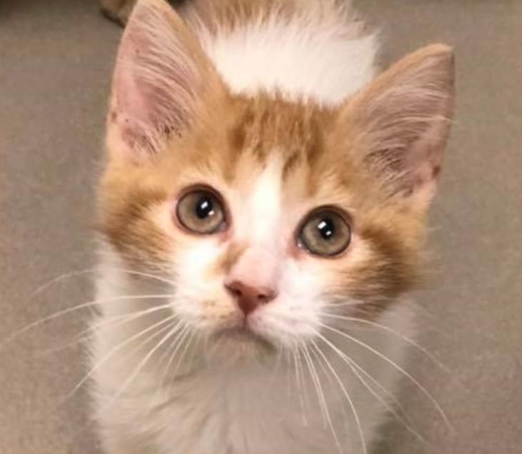 Ginger Cat Day Is A Holiday You Might Want To Consider Celebrating