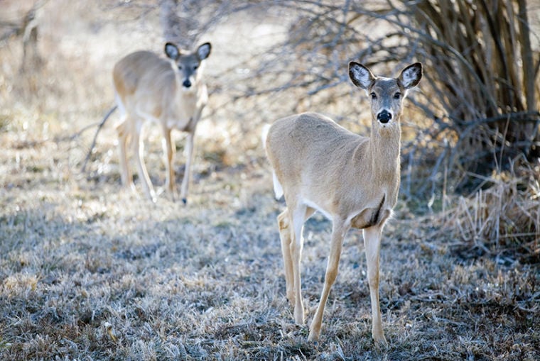 Iowa cuts deer tags to maintain population, combat disease State