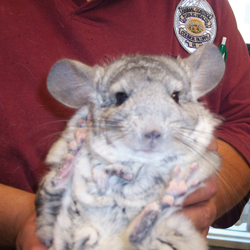 chinchilla cat adoption