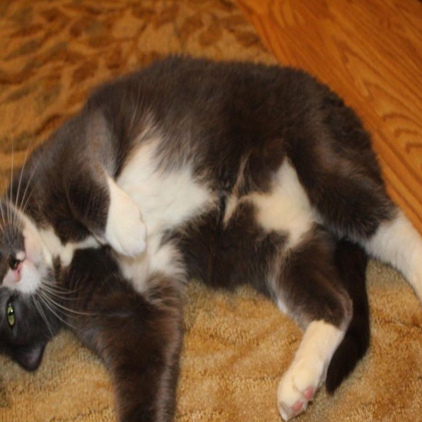 3 Cats Named Stinker Dizzy Duffy Looking For Furever Homes