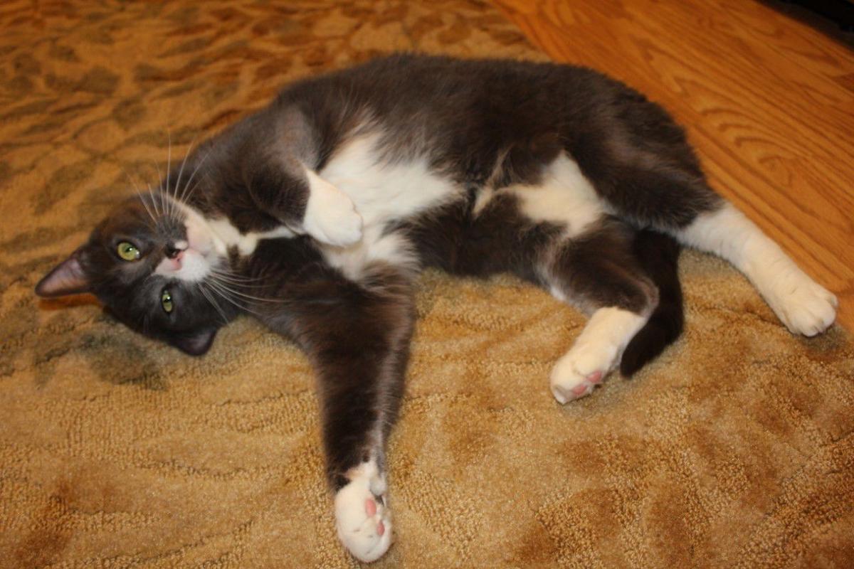 3 Cats Named Stinker Dizzy Duffy Looking For Furever Homes