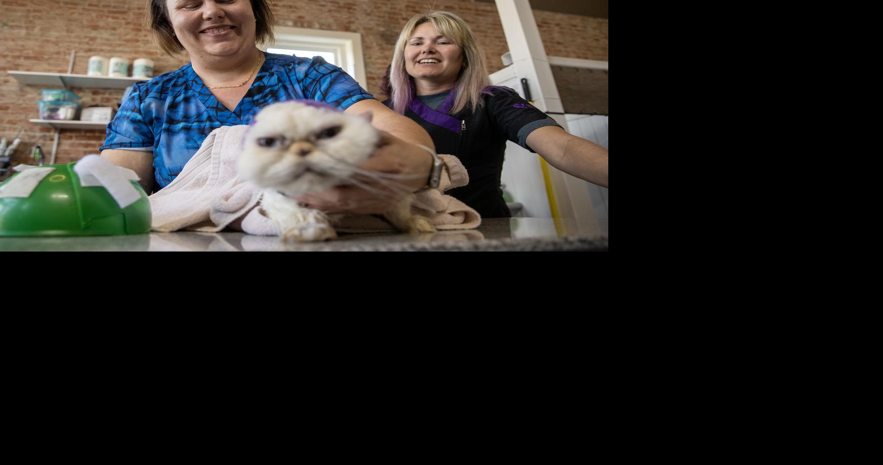 Master cat groomer has new location, trains groomers from across the nation