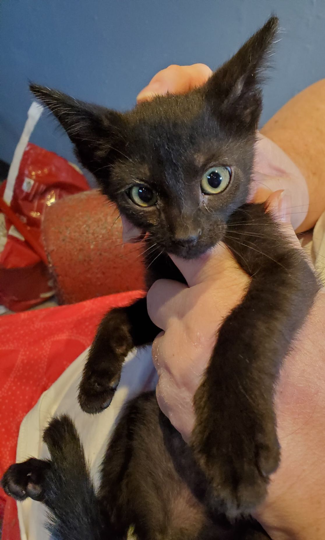 kittens ready for adoption