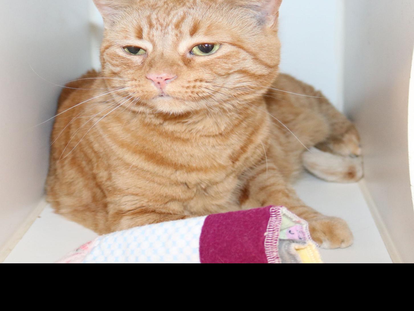 35 Cats Available For Adoption At Midlands Humane Society Local