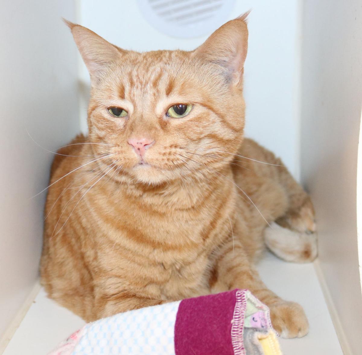 35 Cats Available For Adoption At Midlands Humane Society Local