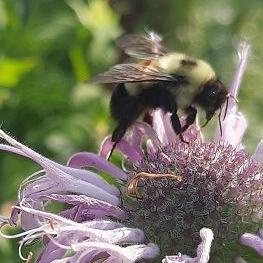 Bumble Bee Atlas seeks volunteers to understand Iowa's bees - Vimarsana News